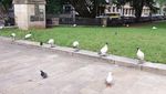 Kocak! Ketika Kucing dan Bebek Ikut-ikutan #jagajarakdulu
