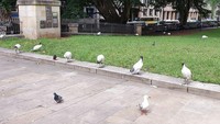 Burung-burung pun berdiri dengan saling memberi jarak dengan sesamanya. Nah, kamu jangan sampai kalah dengan binatang ini ya traveler. Yuk, tetap di rumah saja! (dok Bored Panda)