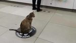 Kocak! Ketika Kucing dan Bebek Ikut-ikutan #jagajarakdulu