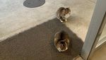Kocak! Ketika Kucing dan Bebek Ikut-ikutan #jagajarakdulu