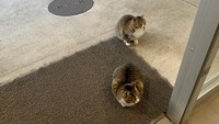 Kucing-kucing berbaris di pintu masuk dengan saling memberi jarak di Jepang. (dok Bored Panda)