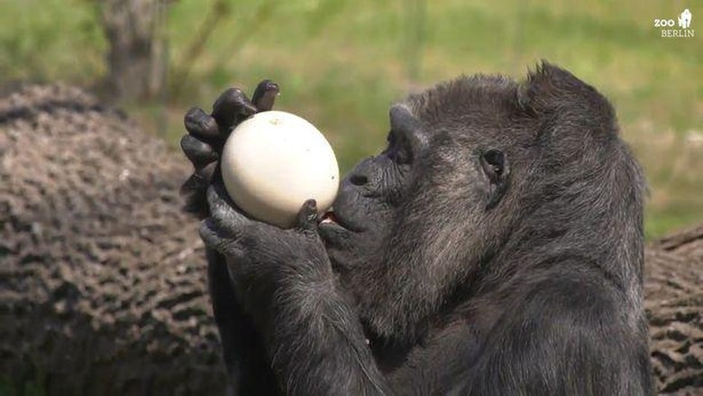 Fatou, gorila tertua dunia