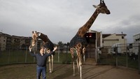 Davio Casartelli, pelatih gajah dan jerapah berusia 64 tahun menunjukkan kedua jerapahnya Piccola (kiri) dan  dan Lamia di kota Naples, Italia. Casartelli bersama sirkus keliling Romina Orfei melakukan penampilan terakhirnya pada 1 Maret. Setelah itu, jadwal manggung distop karena  Corona. Italia melarang 94 jenis hewan dibawa ke tempat umum.