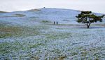 Pesona Bunga Nemophila yang Bermekaran di Jepang