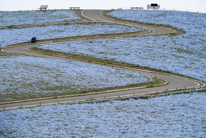 Pesona Bunga Nemophila yang Mekar di Hitachi Seaside Park Nemophila merupakan bunga yang hanya mekar di awal musim panas di Jepang. Namun sayang, saat ini bunga tersebut tidak bisa dinikmati langsung karena COVID-19.