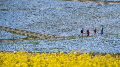 Pesona Bunga Nemophila yang Bermekaran di Jepang