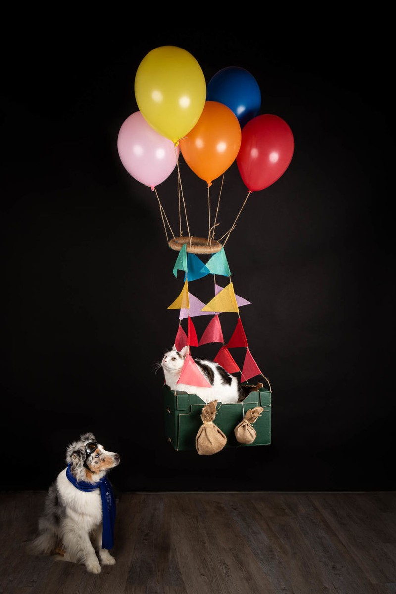 Potret Lucu Kehidupan Anjing dan Kucing Selama Lockdown