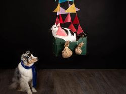 Potret Lucu Kehidupan Anjing dan Kucing Selama Lockdown