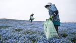 Pesona Bunga Nemophila yang Bermekaran di Jepang