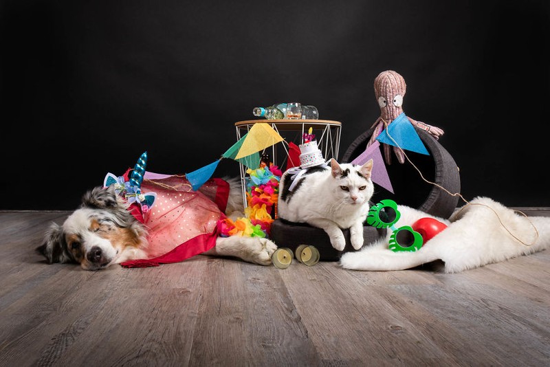 Potret Lucu Kehidupan Anjing dan Kucing Selama Lockdown