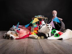 Potret Lucu Kehidupan Anjing dan Kucing Selama Lockdown