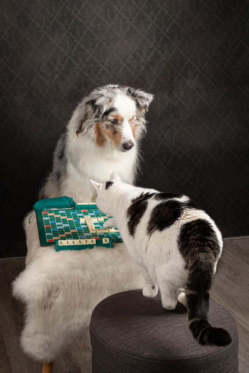 Potret Lucu Kehidupan Anjing dan Kucing Selama Lockdown