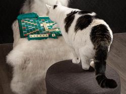 Potret Lucu Kehidupan Anjing dan Kucing Selama Lockdown