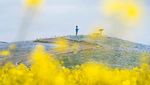 Pesona Bunga Nemophila yang Bermekaran di Jepang