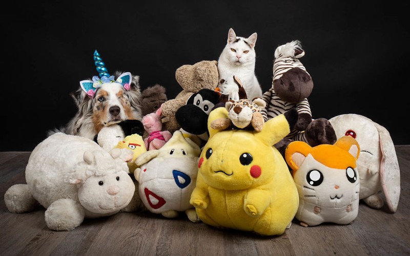 Potret Lucu Kehidupan Anjing dan Kucing Selama Lockdown