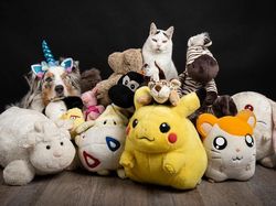 Potret Lucu Kehidupan Anjing dan Kucing Selama Lockdown