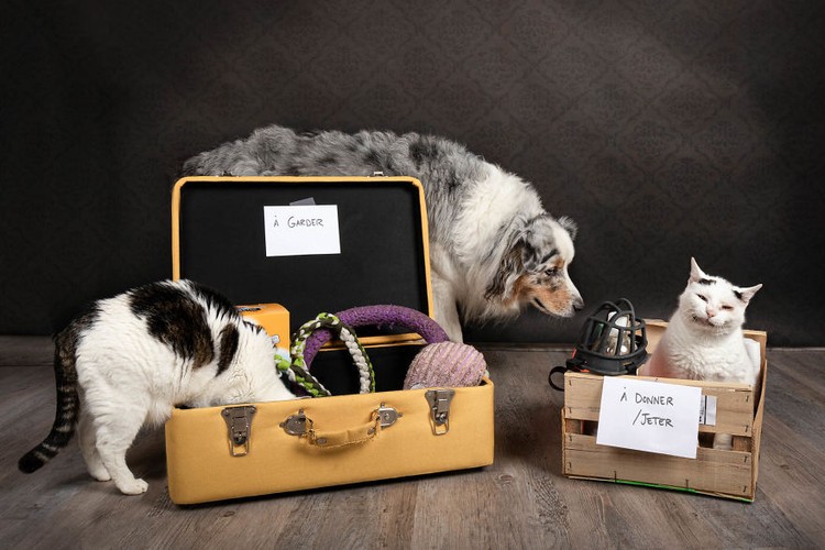 Potret Lucu Kehidupan Anjing dan Kucing Selama Lockdown Potret Lucu Kehidupan Anjing dan Kucing Selama Lockdown
