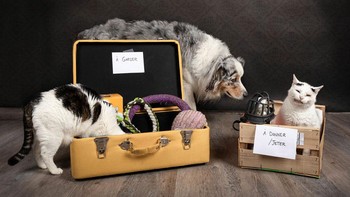 Kucing dan anjing ini melakukan berbagai kegiatan lucu (Foto: Juliette Bercovici)