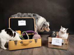 Potret Lucu Kehidupan Anjing dan Kucing Selama Lockdown