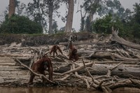 Tanggal 22 April kerap diperingati sebagai Hari Bumi. Berikut potret kondisi bumi yang kini tengah berjibaku menghadapi krisis.