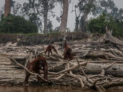 Penampakan Bumi yang Tengah Berjibaku Menghadapi Krisis