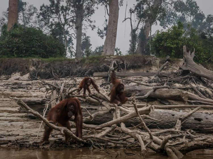Penampakan Bumi yang Tengah Berjibaku Menghadapi Krisis