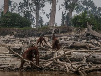 Penampakan Bumi yang Tengah Berjibaku Menghadapi Krisis