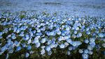 Pesona Bunga Nemophila yang Bermekaran di Jepang