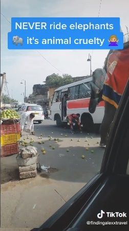 Aksi gajah curi buah di jalanan