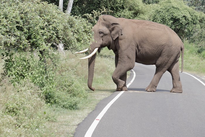 Aksi gajah curi buah di jalanan