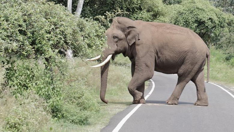Aksi gajah curi buah di jalanan Aksi gajah curi buah di jalanan