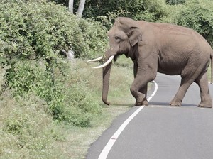 Intip Aksi Lucu Gajah Curi Buah yang Berhamburan di Jalan
