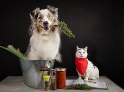 Potret Lucu Kehidupan Anjing dan Kucing Selama Lockdown