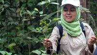 Tim Ranger Konservasi PT Royal Lestari Utama (RLU) mengumpulkan biji tanaman langka dari dalam hutan untuk disemaikan di area pembibitan di kawasan Wildlife Conservation Area (WCA) di Tebo, Jambi, Rabu (22/4). Foto: dok. RLU