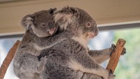 Traveler juga bisa menyaksikan live streaming dari koala lucu yang senang berpelukan di Lone Pine Koala Sanctuary di Queensland. Imut banget!