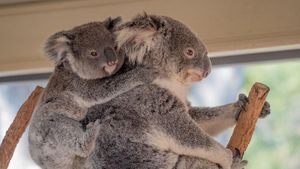 Cukup #dirumahaja Bisa Kunjungi 5 Destinasi Keren Australia