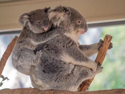Cukup #dirumahaja Bisa Kunjungi 5 Destinasi Keren Australia