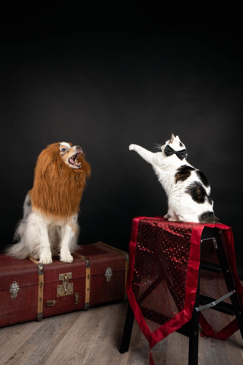 Potret Lucu Kehidupan Anjing dan Kucing Selama Lockdown