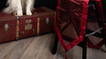 Sebagai fotografer hewan peliharaan profesional, saya tidak bisa hanya diam saja, ujarnya seperti dilansir detikINET dari Bored Panda. (Foto: Juliette Bercovici)