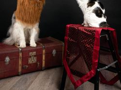 Potret Lucu Kehidupan Anjing dan Kucing Selama Lockdown