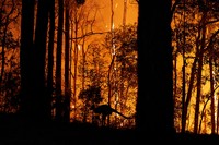 Tanggal 22 April kerap diperingati sebagai Hari Bumi. Berikut potret kondisi bumi yang kini tengah berjibaku menghadapi krisis.
