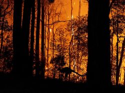 Penampakan Bumi yang Tengah Berjibaku Menghadapi Krisis