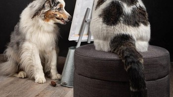 Hasilnya pun lucu dan menggemaskan bagi yang melihatnya. (Foto: Juliette Bercovici)