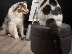 Potret Lucu Kehidupan Anjing dan Kucing Selama Lockdown