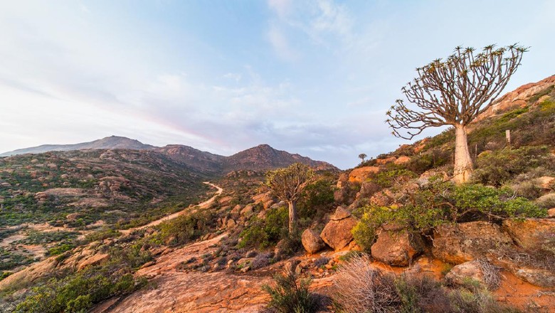 Succulent Karoo A quiver tree on a rugged mountainside in the Northern Cape, South Africa