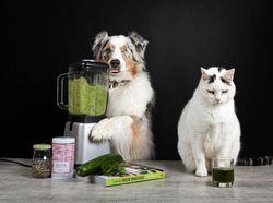 Potret Lucu Kehidupan Anjing dan Kucing Selama Lockdown