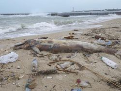 Penampakan Bumi yang Tengah Berjibaku Menghadapi Krisis