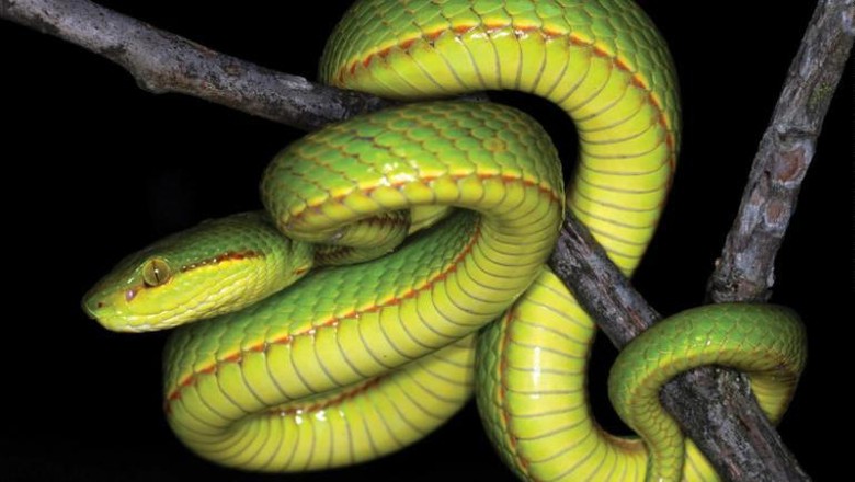 Trimesaurus Salazar Spesies ular baru di India