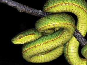 Hiii! Ular Viper Ditemukan Sembunyi di Penyimpanan Beras Warga Klaten