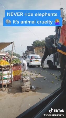 Aksi gajah curi buah di jalanan